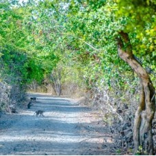 Jungle trekking