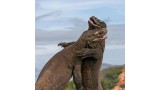  komodo Tour with share fast boat (Full day)